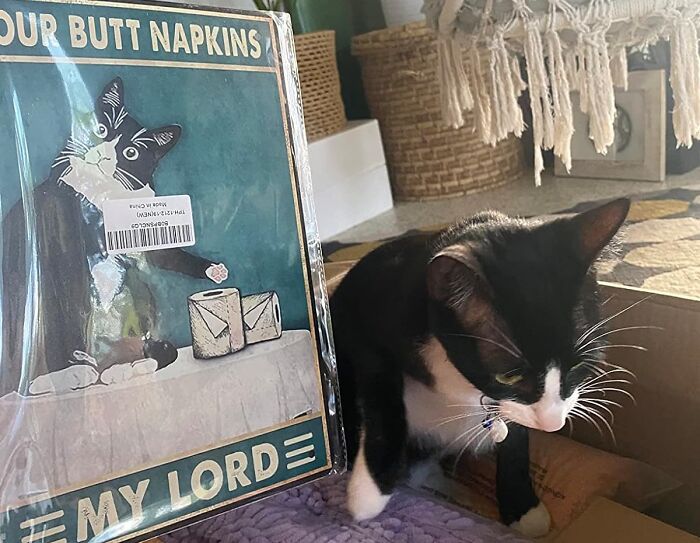 Cat next to a humorous sign for bathroom products with a cat and tissue rolls, adding charm to the space.