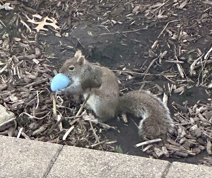 Squirrel holding a blue egg outside, capturing a moment from parents having a pretty miserable day with unexpected challenges.