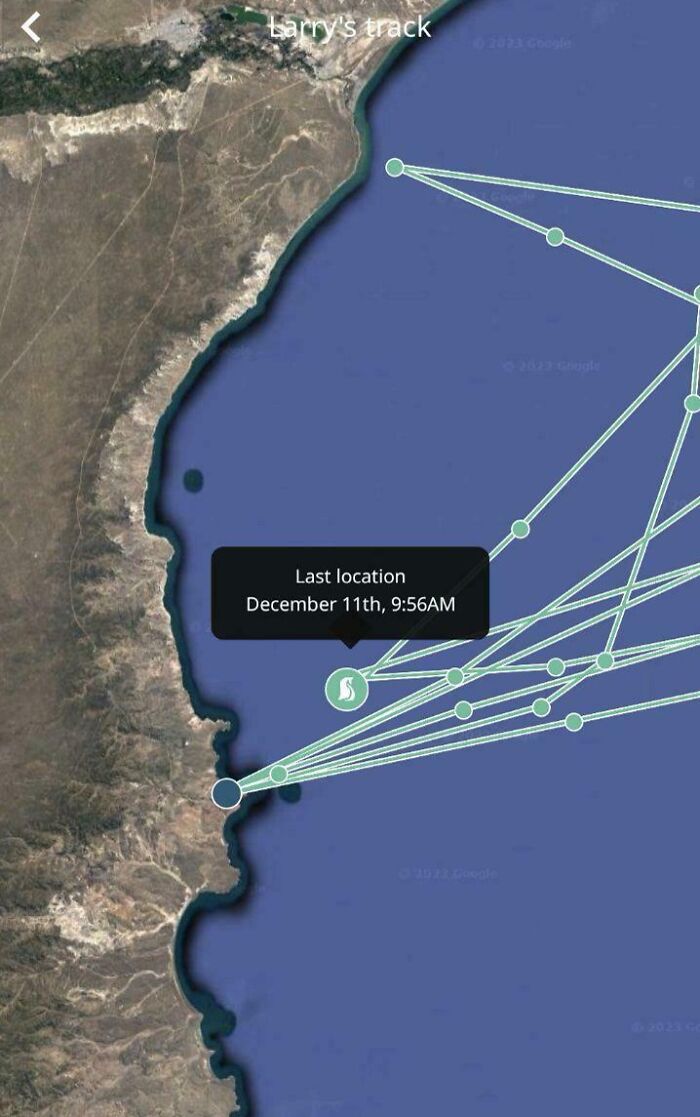 Got My Daughter A Penguin To Track For Christmas. He Passed Away. And The Kids All Thought It Was Hilarious