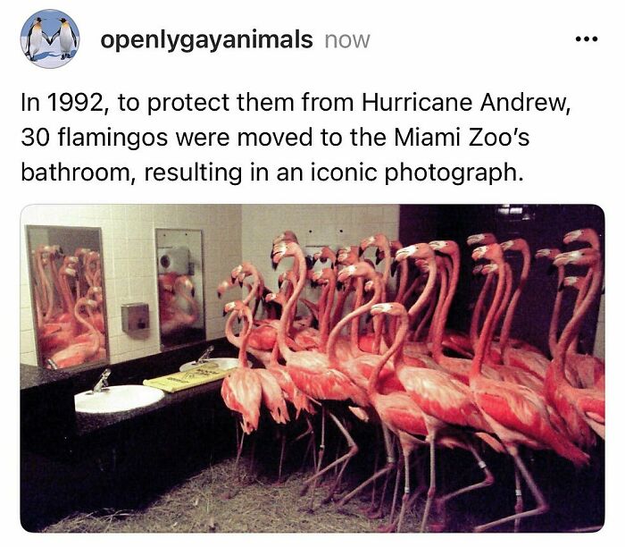 Group of flamingos packed in a bathroom at Miami Zoo in 1992, a funny animal moment from pure animal memes.