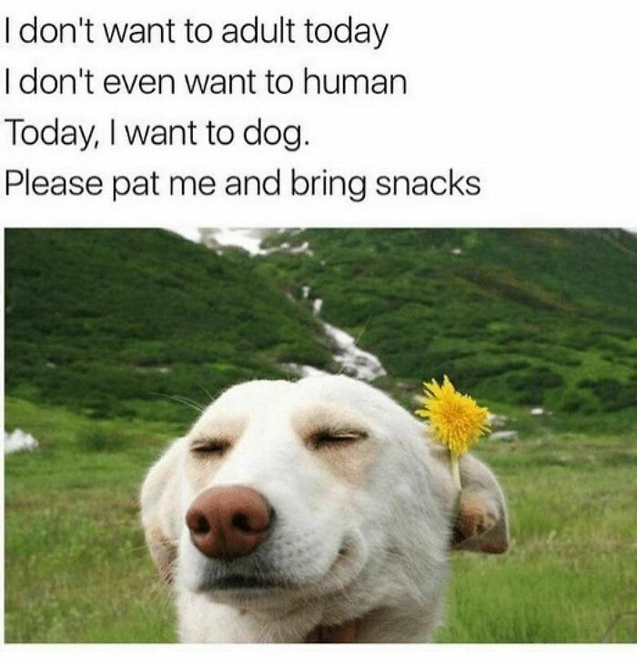 Smiling dog with a dandelion behind its ear, featuring a funny animal meme about wanting to dog and enjoy snacks.