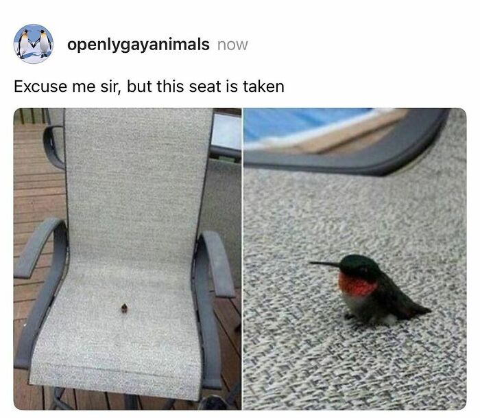 Small hummingbird sitting on a patio chair, featured in funny animal memes with pure and cute moments.