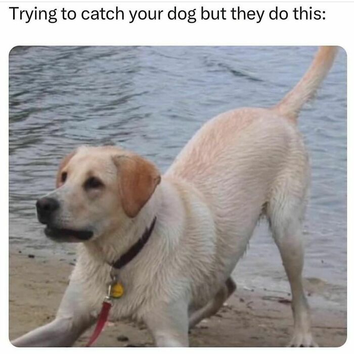 Playful wet dog on a beach refusing to be caught, illustrating funny animal memes with pure and lighthearted humor.
