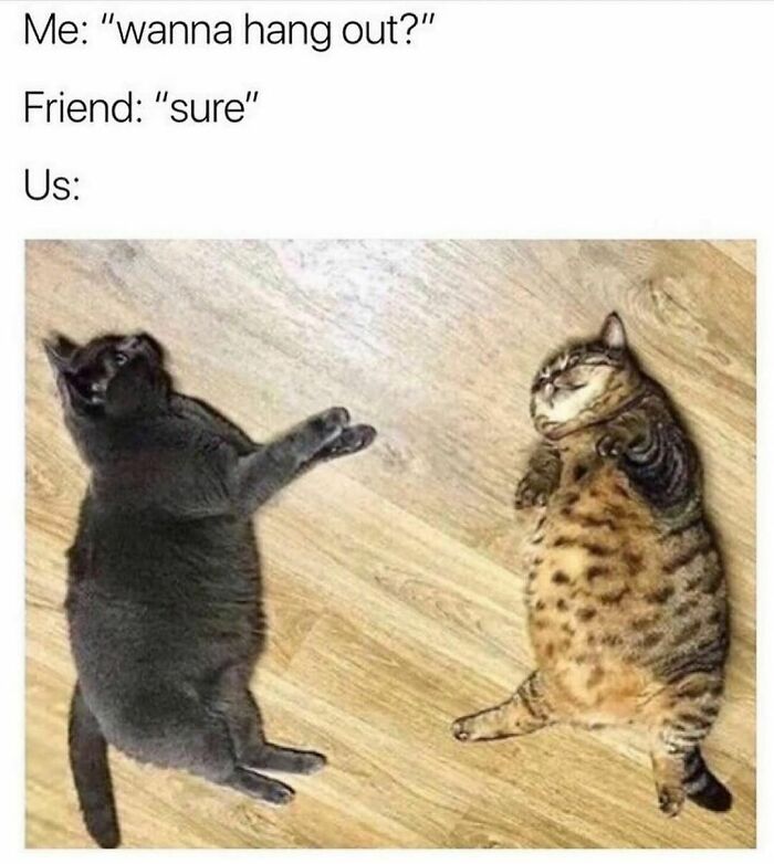 Two chubby cats lying on the floor together, a funny animal meme showing pure friendship vibes.