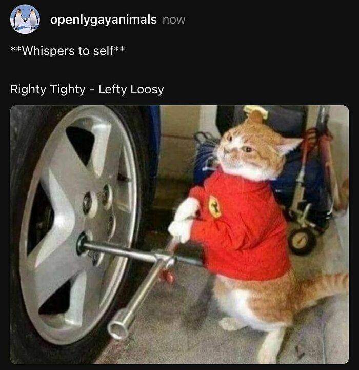 Cat dressed in red jacket using a tire iron on a car wheel in a funny animal meme.
