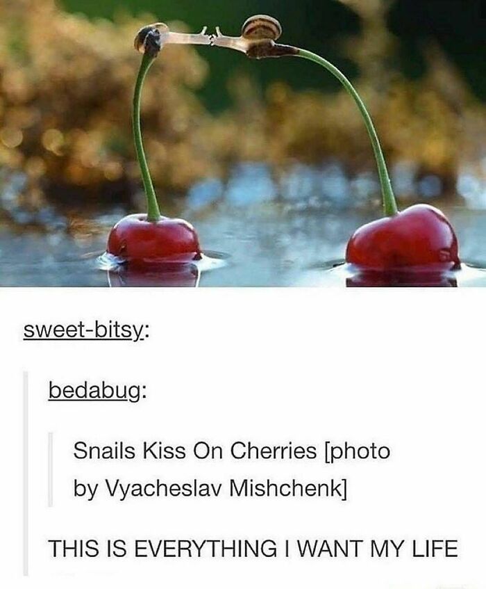 Two snails touching antennae on cherry stems above water, a funny animal meme capturing a pure moment.