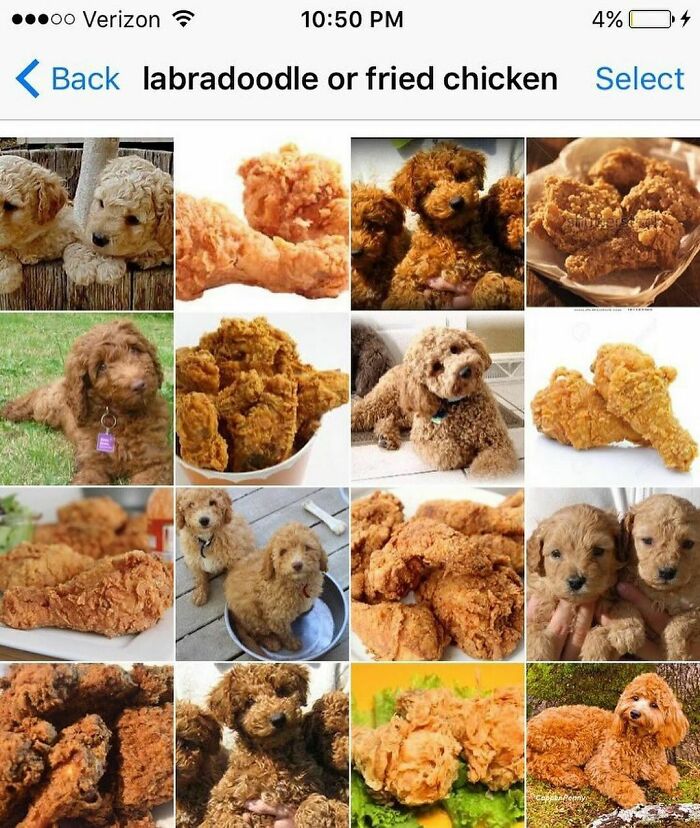 Collage of labradoodle puppies and fried chicken pieces, highlighting funny animal memes with cute dogs and crispy food.