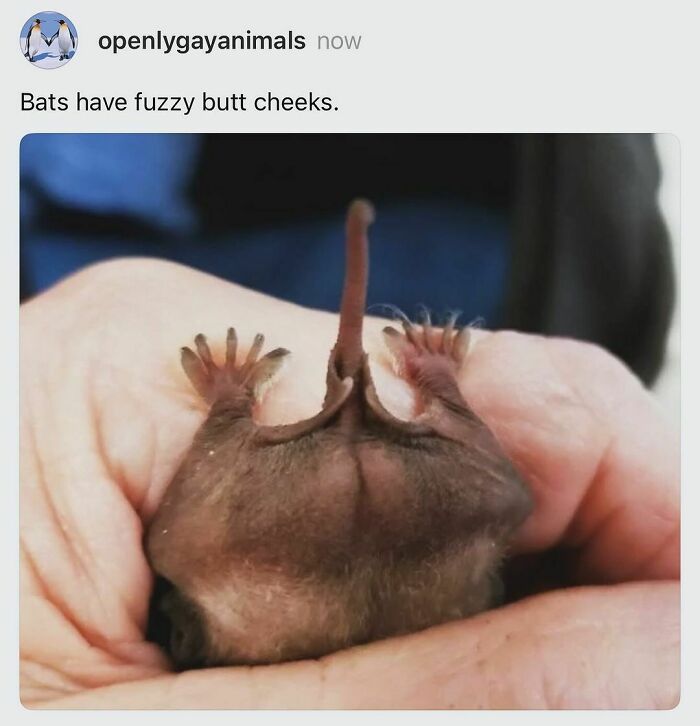 Close-up of a bat’s fuzzy b**t cheeks held gently in hands, showcasing a funny animal meme from pure animal moments.