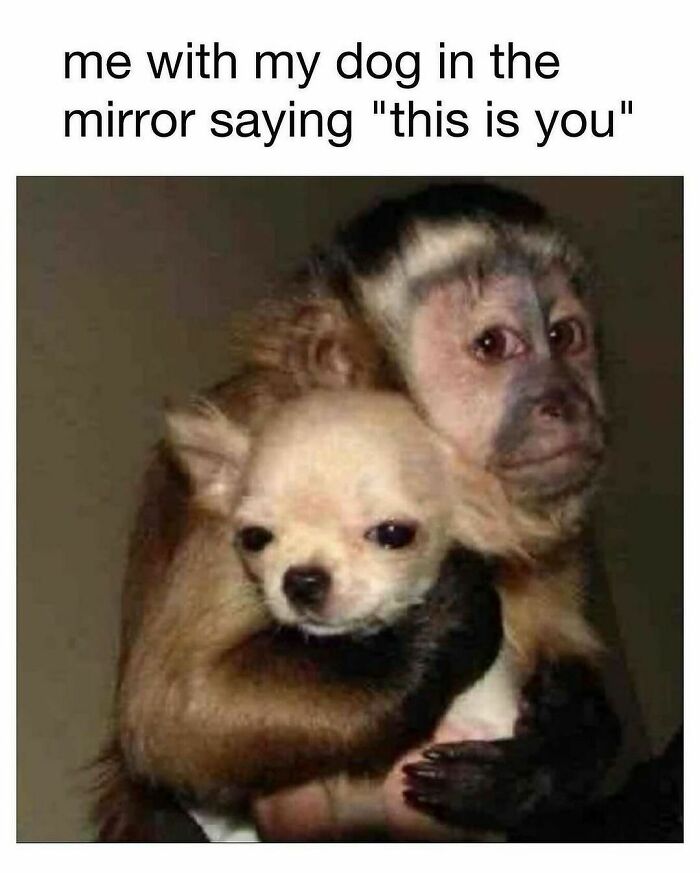 Monkey hugging a small dog in a funny animal meme showing a pure moment between pets and owners.