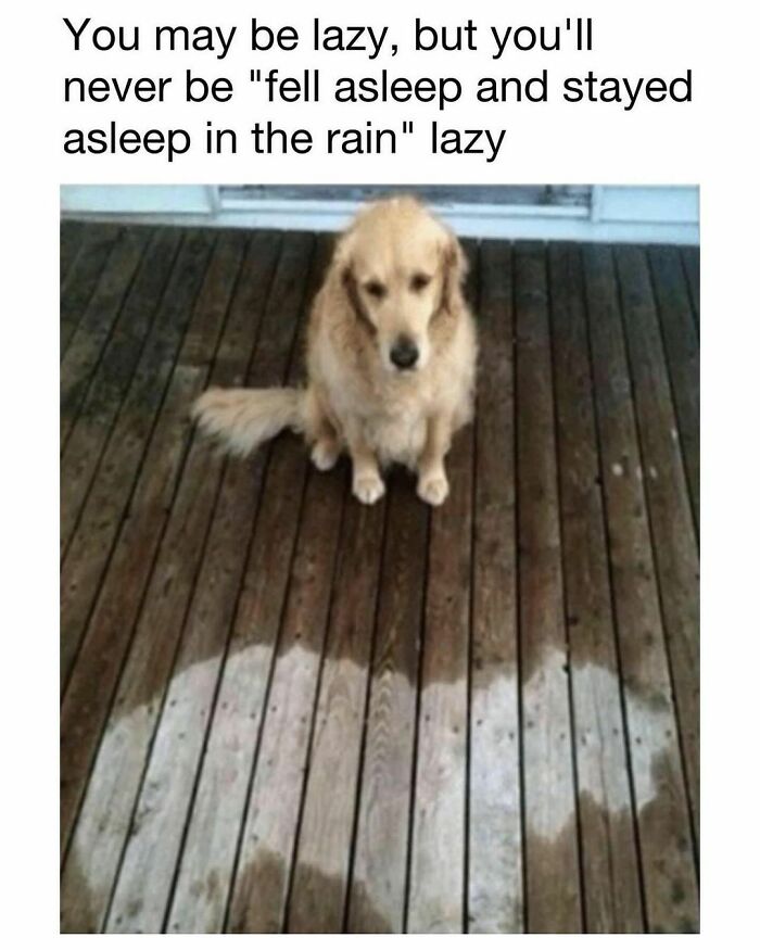 Golden retriever sitting on a wet wooden deck with a dry spot in the shape of a dog, funny animal meme.