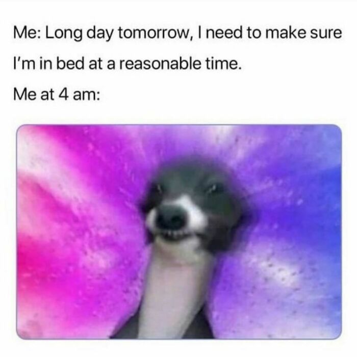 Funny animal meme showing a dog with a blurred colorful background illustrating late night restlessness at 4 am.