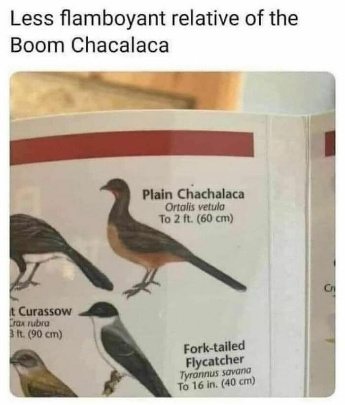 Illustration of birds including the plain chachalaca and fork-tailed flycatcher in a funny animal meme style.