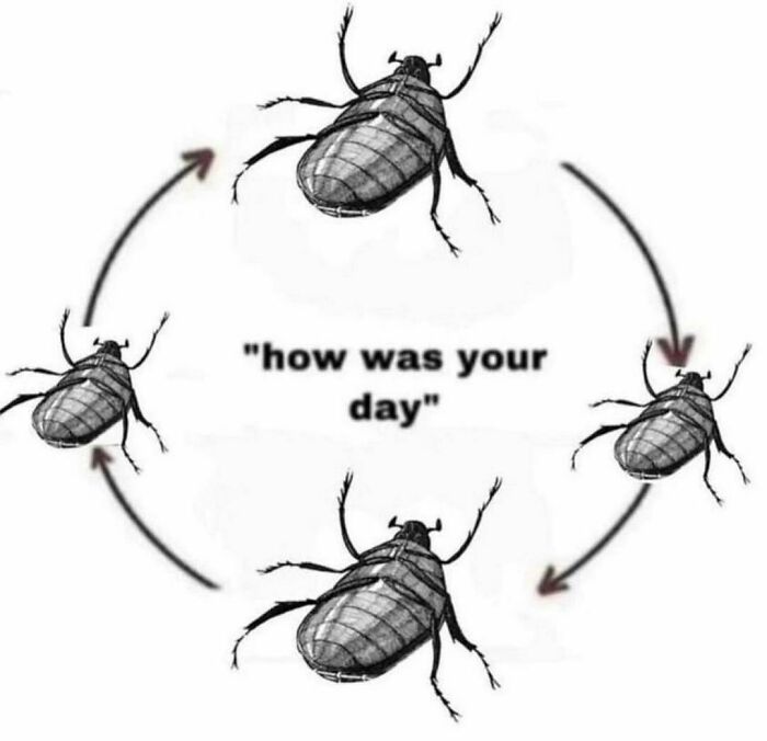 A cyclical meme with five beetles and the text "how was your day," relating to barely functioning.