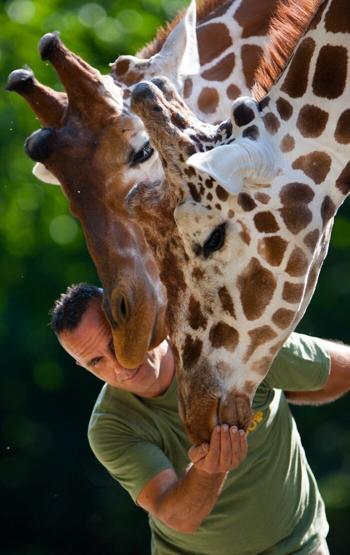 A Heartbreaking Day At The Macedonian Zoo: Zookeeper And Giraffe Both Pass Away, Leaving A Legacy