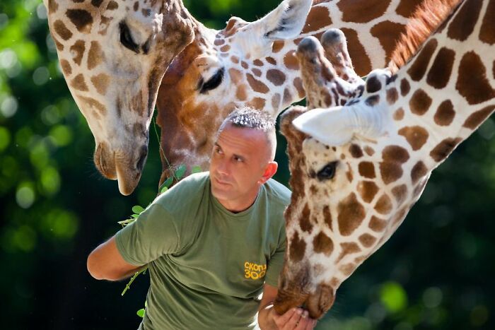 A Heartbreaking Day At The Macedonian Zoo: Zookeeper And Giraffe Both Pass Away, Leaving A Legacy