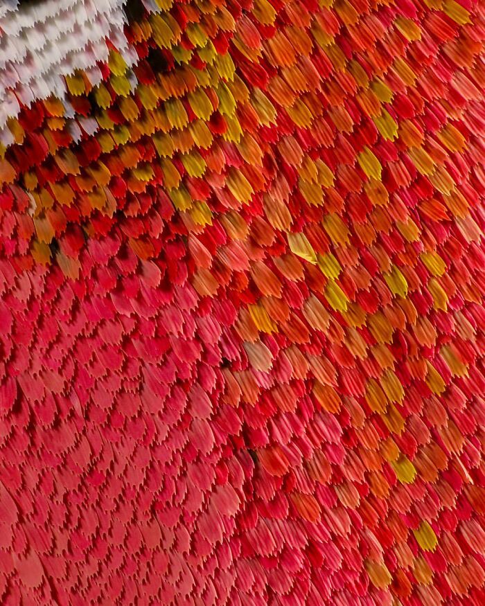 Butterflies’ Scale Nano-Structures Are So Powerful That They Don’t Fade From Ultraviolet Sun Rays Butterflies’ Scale Nano-Structures Are So Powerful That They Don’t Fade From Ultraviolet Sun Rays