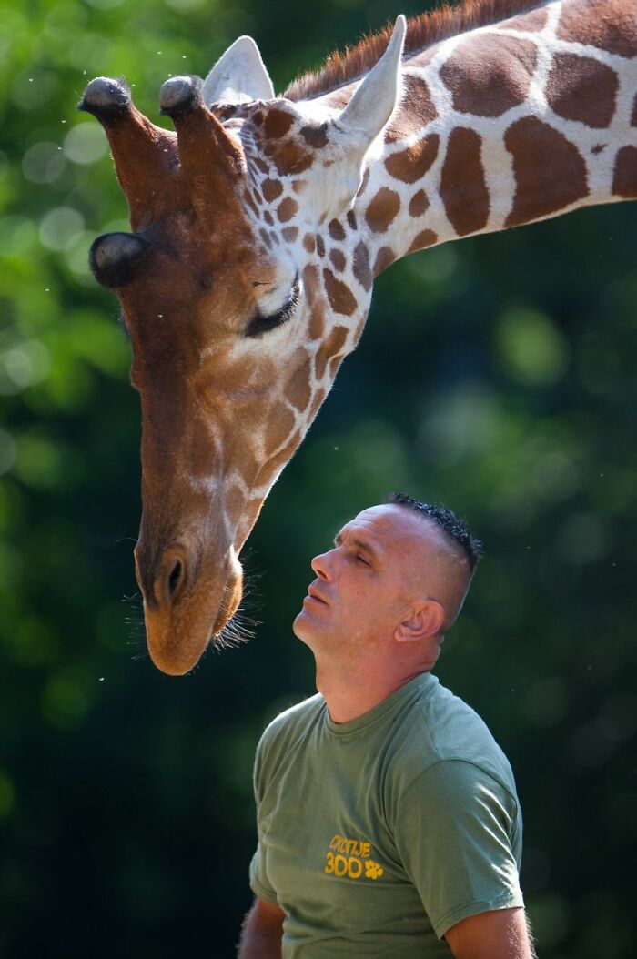 A Heartbreaking Day At The Macedonian Zoo: Zookeeper And Giraffe Both Pass Away, Leaving A Legacy