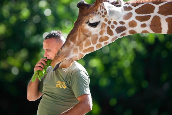 A Heartbreaking Day At The Macedonian Zoo: Zookeeper And Giraffe Both Pass Away, Leaving A Legacy