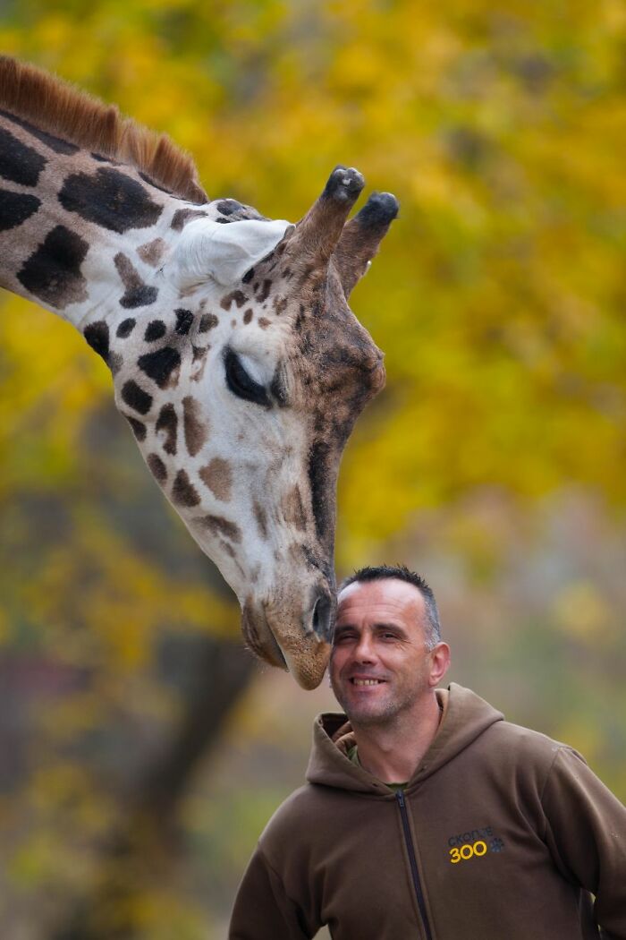 A Heartbreaking Day At The Macedonian Zoo: Zookeeper And Giraffe Both Pass Away, Leaving A Legacy
