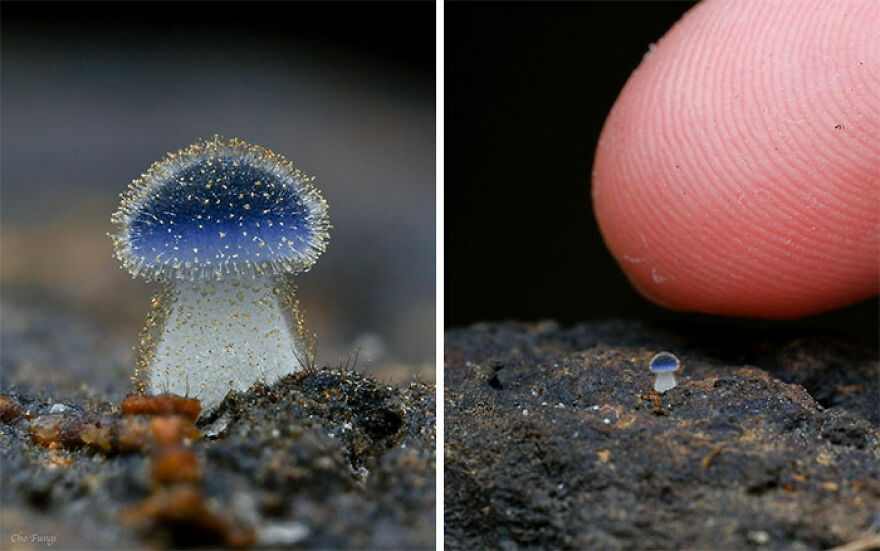 Mycena Subcyanocephala