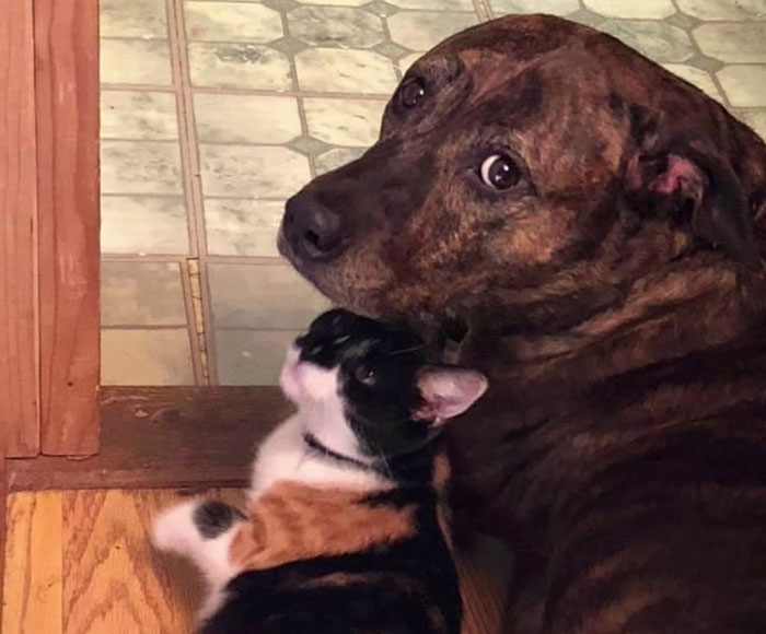 Woman Shares Video Of Her Dog Asking Cat Best Friend For A &lsquo;Bath,&rsquo; It Goes Viral Online