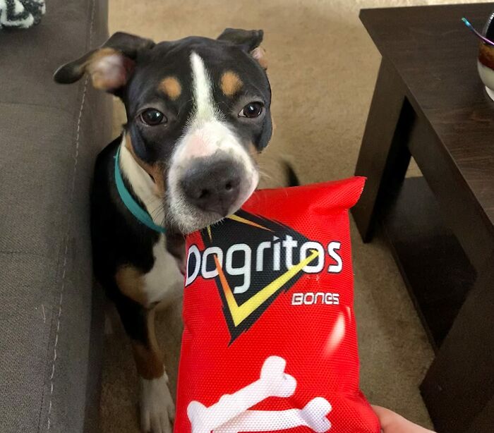 Let Your Pup Join In On Snack Time With This Fun Foods Dog Toy