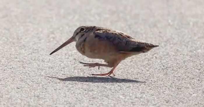 American Woodcock Becomes Internet&rsquo;s Favorite With Its Weird Way Of Walking