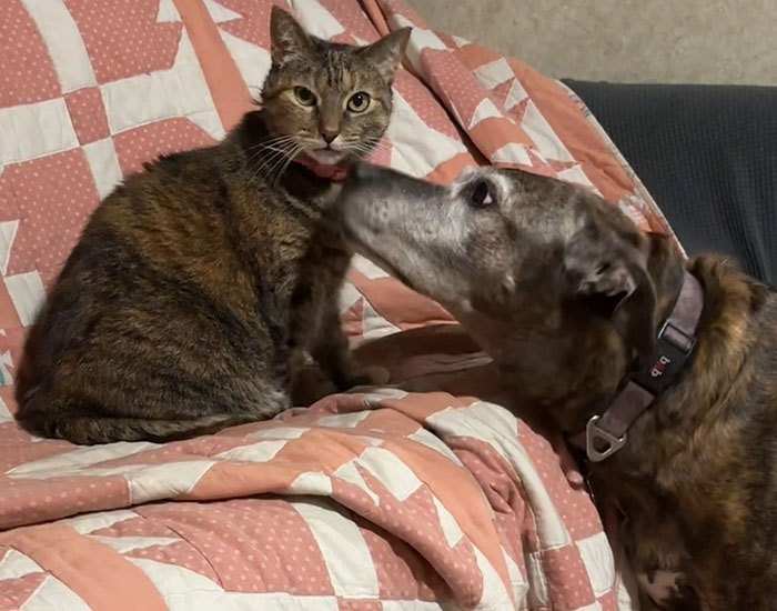 Woman Shares Video Of Her Dog Asking Cat Best Friend For A &lsquo;Bath,&rsquo; It Goes Viral Online