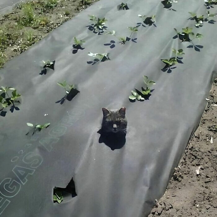 Adapt To Your Environment