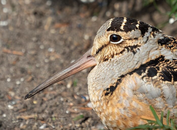 American Woodcock Becomes Internet&rsquo;s Favorite With Its Weird Way Of Walking