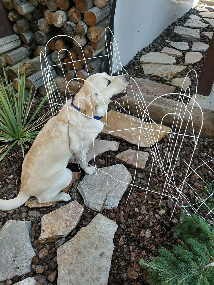 Archer Stuck In The Fence