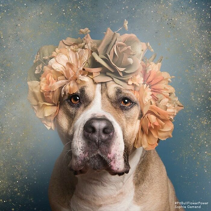Artist Photographs Pit Bulls In Floral Crowns To Show Their Softer Side And Encourage Adoption (New Pics)