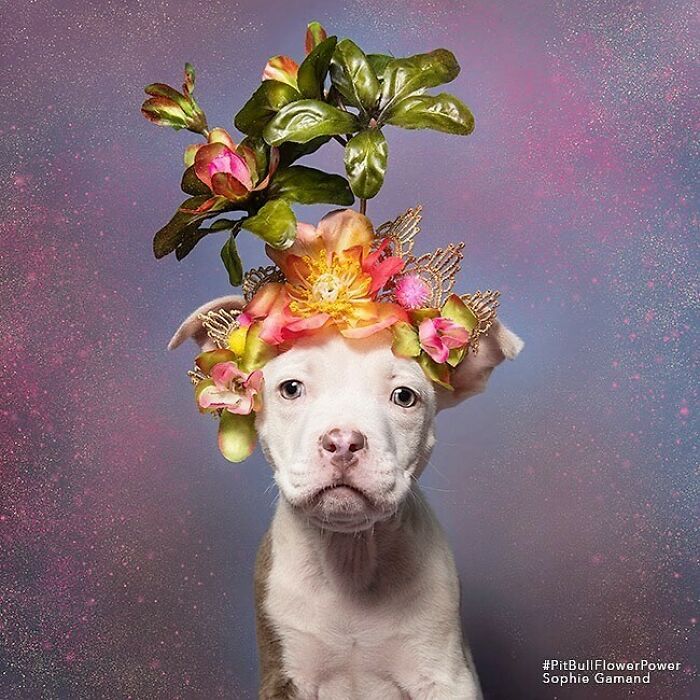 Artist Photographs Pit Bulls In Floral Crowns To Show Their Softer Side And Encourage Adoption (New Pics)
