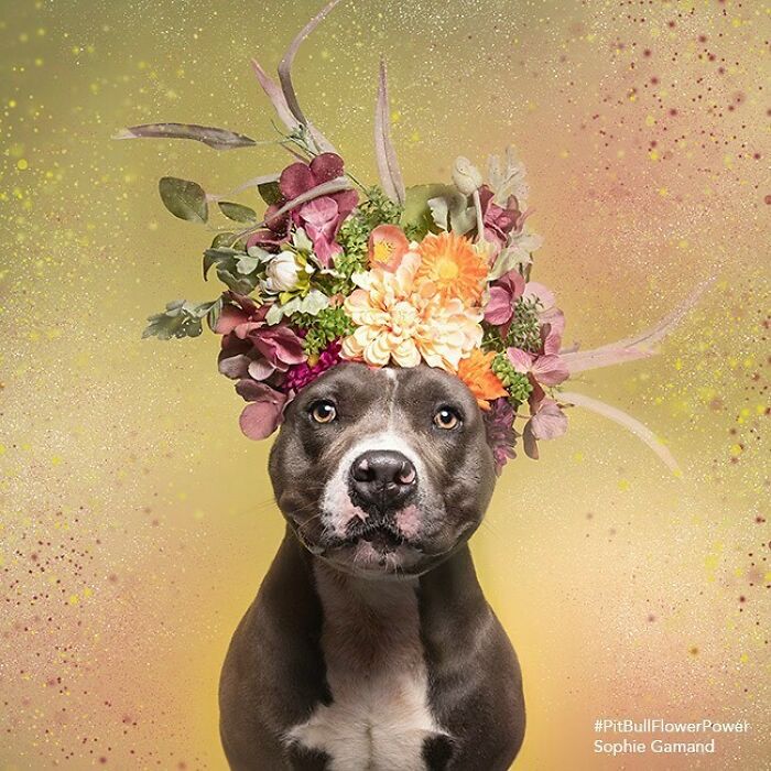 Artist Photographs Pit Bulls In Floral Crowns To Show Their Softer Side And Encourage Adoption (New Pics)