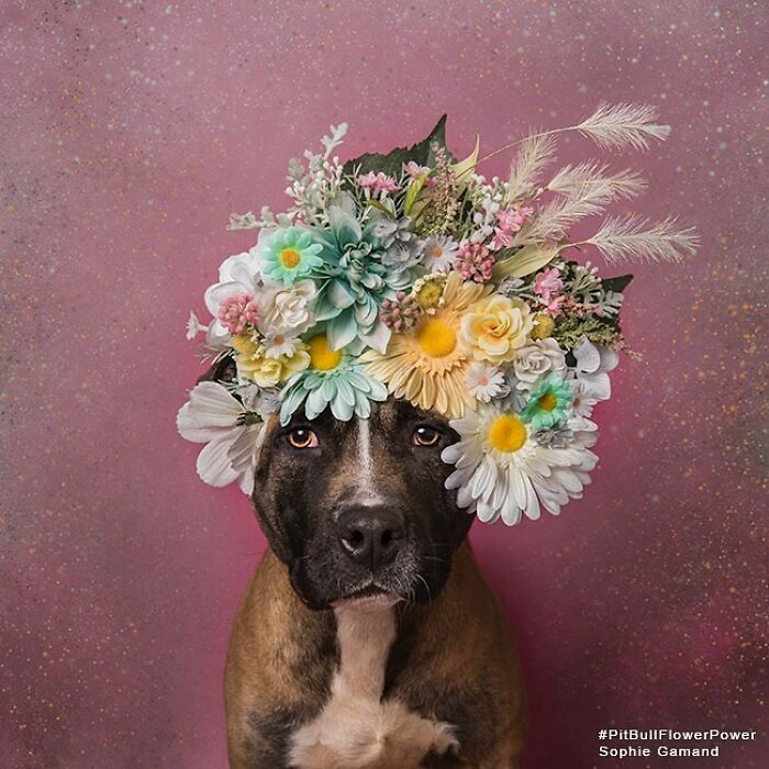 Artist Photographs Pit Bulls In Floral Crowns To Show Their Softer Side And Encourage Adoption (New Pics)