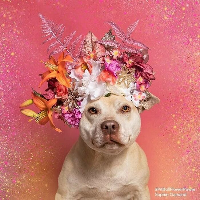 Artist Photographs Pit Bulls In Floral Crowns To Show Their Softer Side And Encourage Adoption (New Pics)