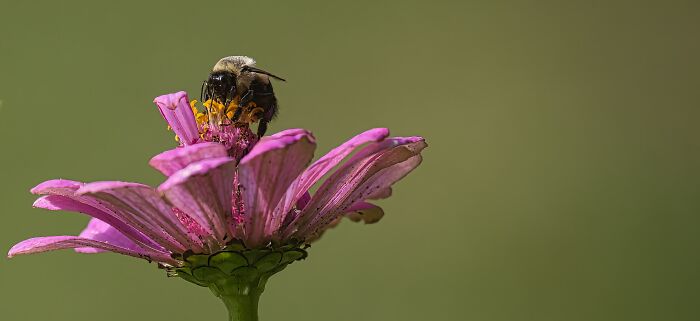 From The Backyard Garden