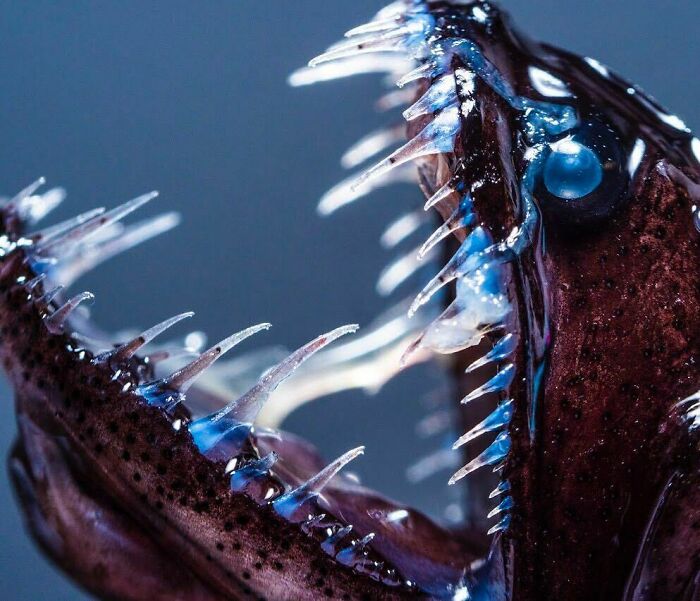 Idiacanthus Antrostomus, el pez dragón negro del Pacífico