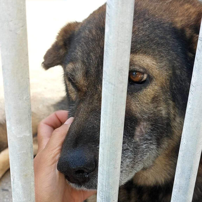 Senior Stray Dog From Spain Can&rsquo;t Stop Smiling After Getting Rescued And Adopted By A Family In The UK