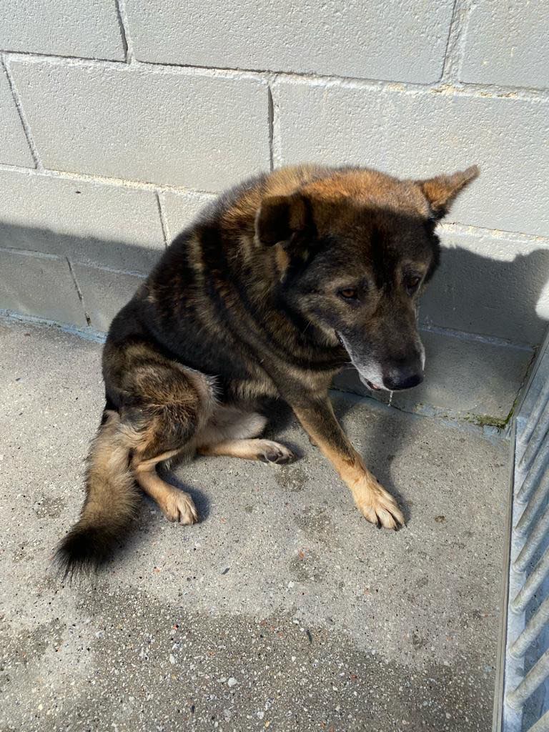 Senior Stray Dog From Spain Can&rsquo;t Stop Smiling After Getting Rescued And Adopted By A Family In The UK