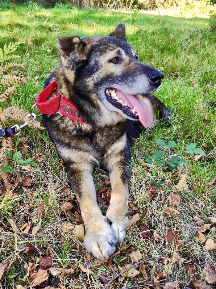Senior Stray Dog From Spain Can&rsquo;t Stop Smiling After Getting Rescued And Adopted By A Family In The UK