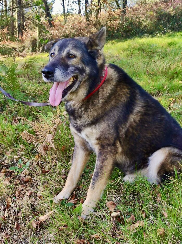 Senior Stray Dog From Spain Can&rsquo;t Stop Smiling After Getting Rescued And Adopted By A Family In The UK