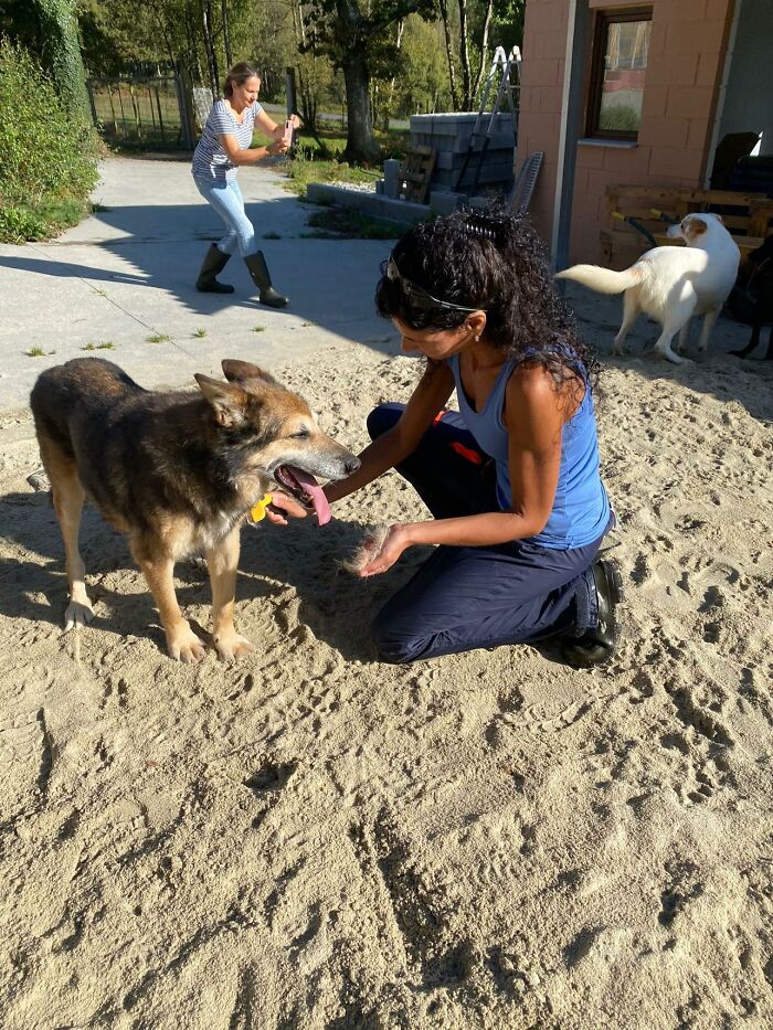 Senior Stray Dog From Spain Can&rsquo;t Stop Smiling After Getting Rescued And Adopted By A Family In The UK