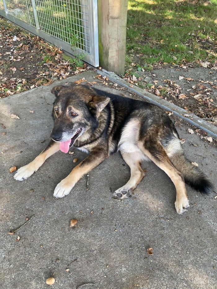 Senior Stray Dog From Spain Can&rsquo;t Stop Smiling After Getting Rescued And Adopted By A Family In The UK