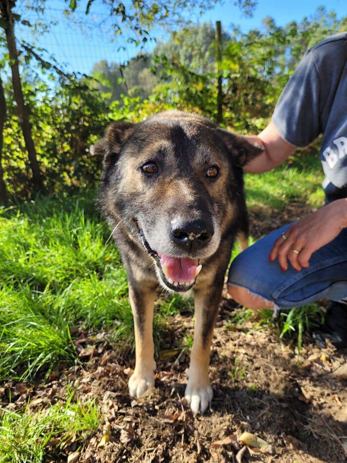 Senior Stray Dog From Spain Can&rsquo;t Stop Smiling After Getting Rescued And Adopted By A Family In The UK