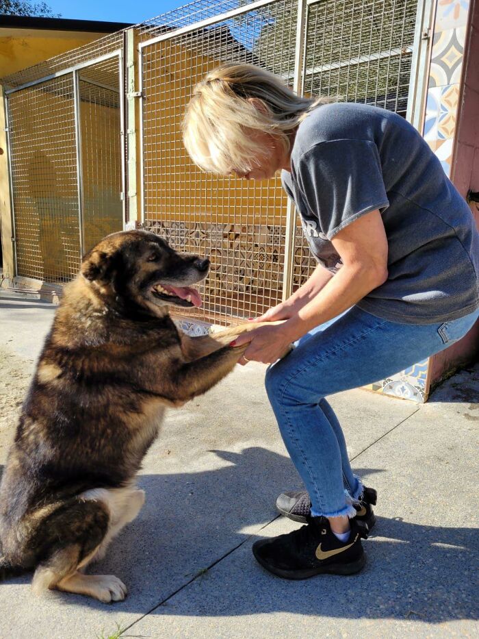Senior Stray Dog From Spain Can&rsquo;t Stop Smiling After Getting Rescued And Adopted By A Family In The UK