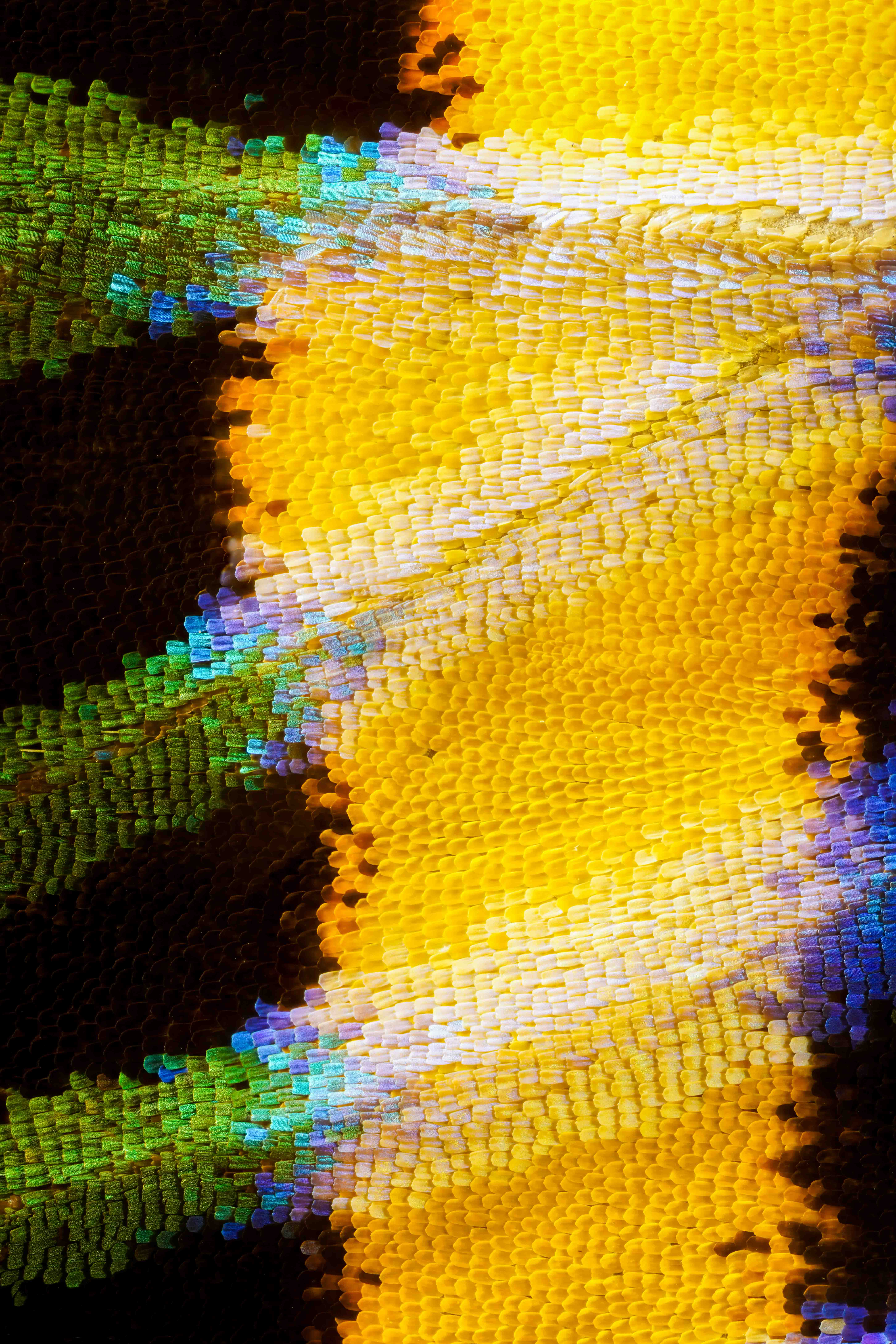 Butterflies’ Scale Nano-Structures Are So Powerful That They Don’t Fade From Ultraviolet Sun Rays Butterflies’ Scale Nano-Structures Are So Powerful That They Don’t Fade From Ultraviolet Sun Rays