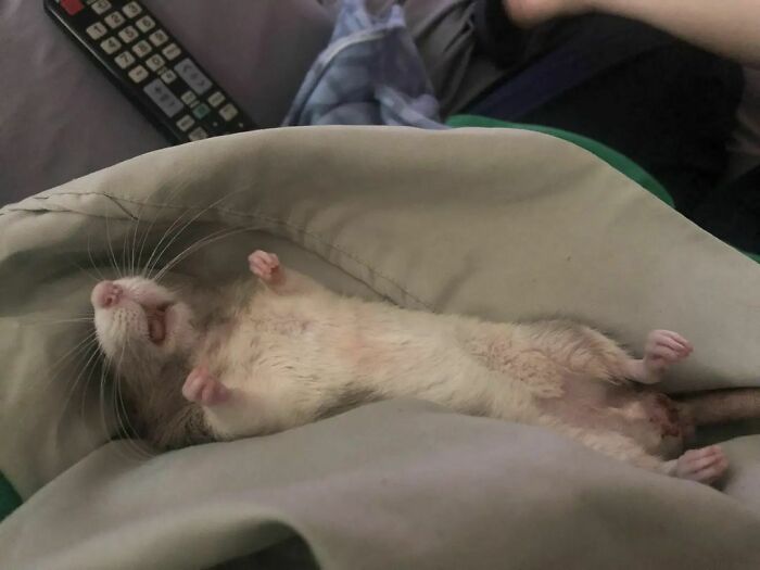 Cute-Rats-Pics