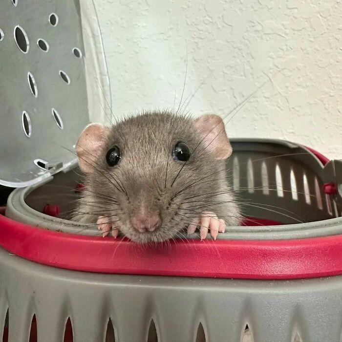 Cute-Rats-Pics