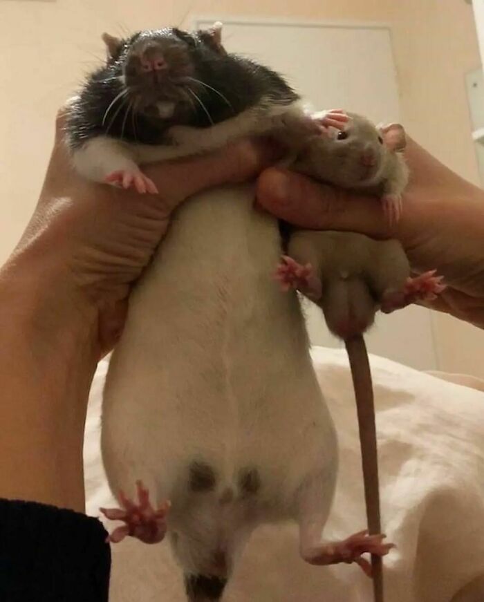 Cute-Rats-Pics